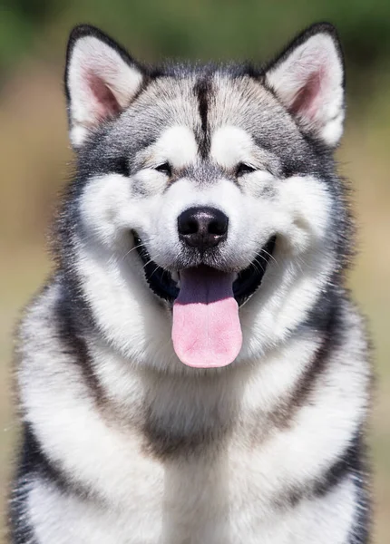 Large Dog Breed Malamute Looking — Stock Photo, Image