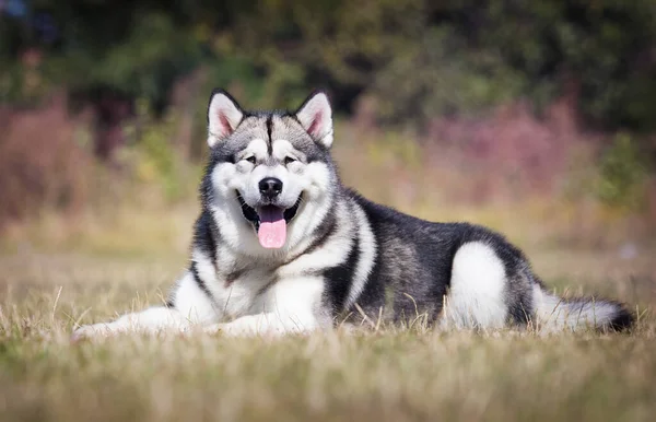 Stor Hund Malamute Ras Ligger Gräset — Stockfoto