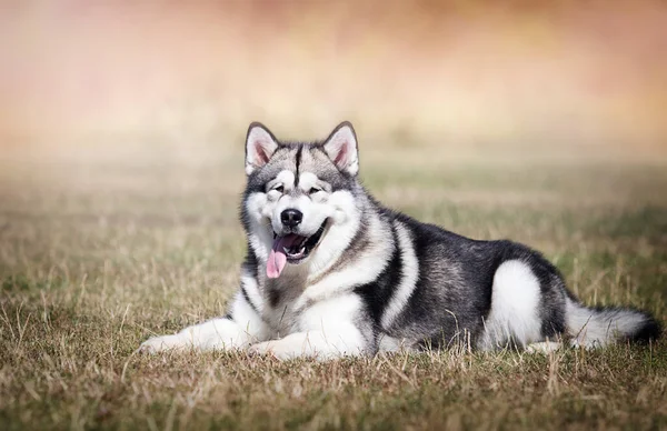 大きな犬のマルメロの品種は草の上にあります — ストック写真