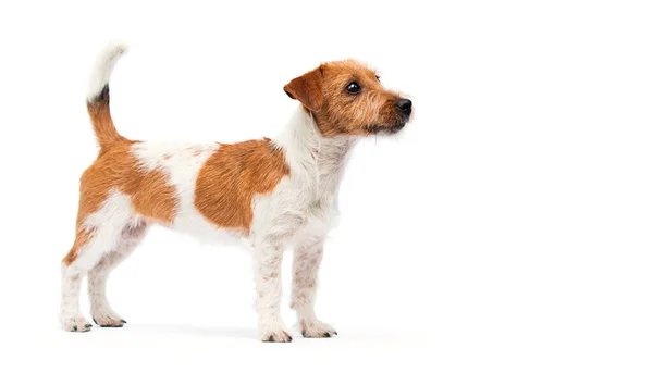 Dog Jack Russell Terrier Fica Fundo Branco — Fotografia de Stock