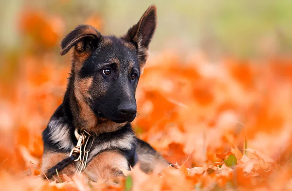 Sarı Sonbahar Yapraklı Köpek Yavrusu — Stok fotoğraf
