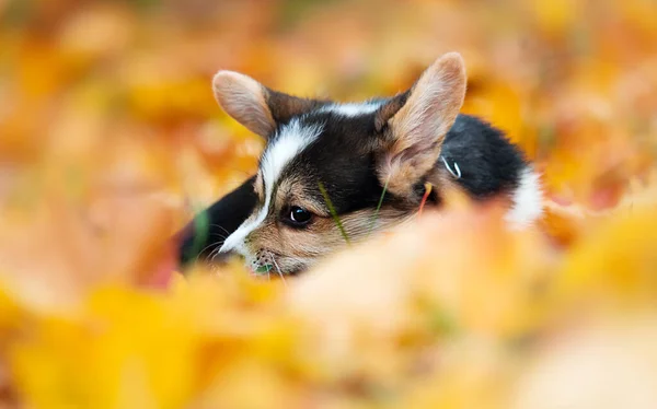 Hundewelpe Liegt Gelben Herbstblättern Walisischer Corgi — Stockfoto