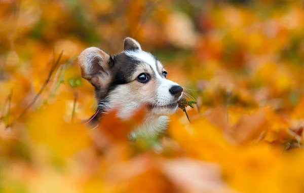 Hundewelpe Liegt Gelben Herbstblättern Walisischer Corgi — Stockfoto