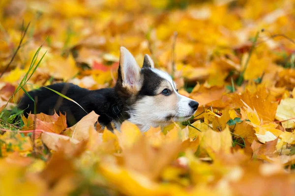 Pes Štěně Leží Žlutém Podzimním Listí Welsh Corgi — Stock fotografie