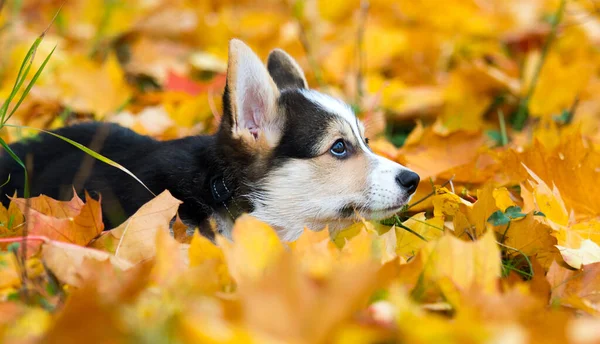 Cachorro Cão Encontra Folhas Outono Amarelas Corgi Galês — Fotografia de Stock