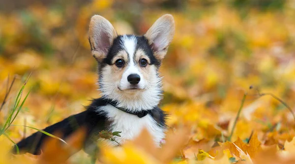 Dog Puppy Lies Yellow Autumn Leaves Welsh Corgi — Stock Photo, Image
