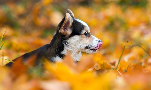 Cane Cucciolo Trova Foglie Giallo Autunno Corgi Gallesi — Foto Stock