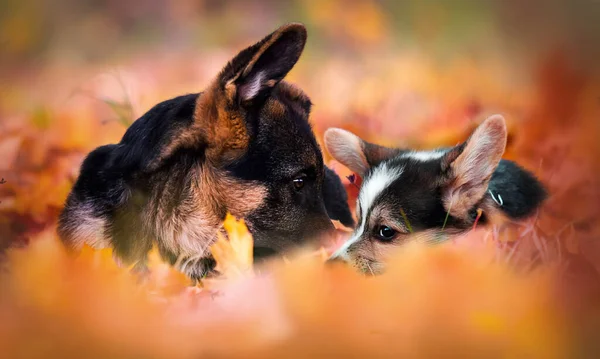 Dog Pile Yellow Autumn Leaves — Stock Photo, Image