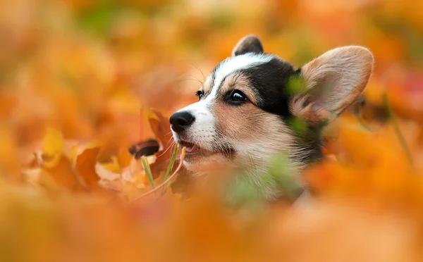 Cara Cachorro Espreitando Fora Folhas Outono Amarelas — Fotografia de Stock