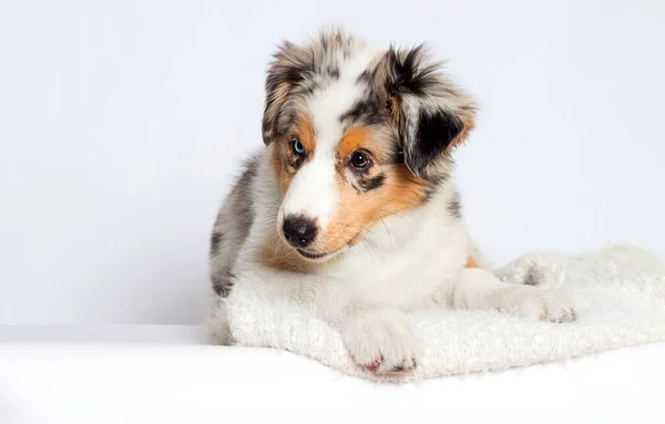 Blauäugiger Merle Hund Schaut Seitwärts — Stockfoto