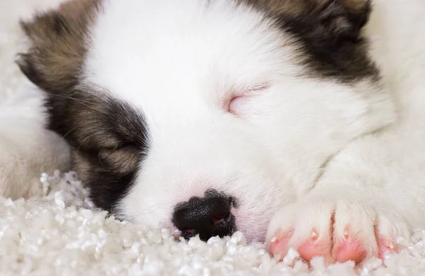 Pequeno Filhote Cachorro Dormindo Cobertor Peludo — Fotografia de Stock
