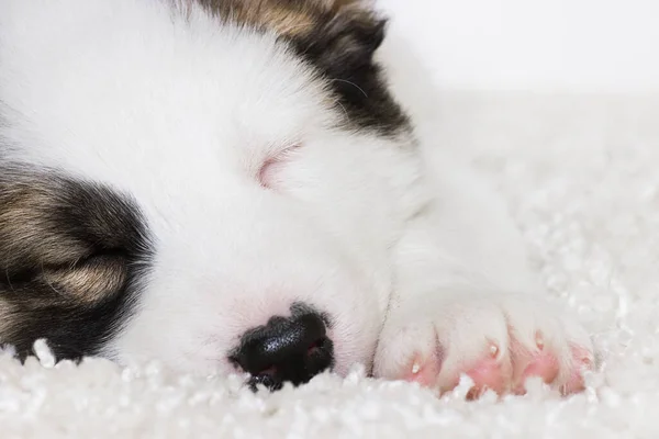 Cute Puppy Sleeping Furry Blanket — Stock Photo, Image