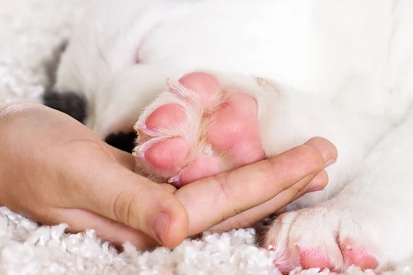 Pata Cachorro Mão Humana Perto — Fotografia de Stock