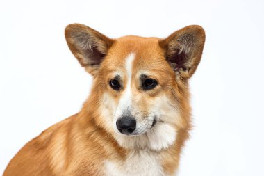 Kızıl saçlı köpek stüdyoya bakıyor.