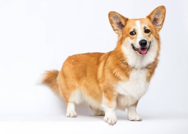 Kızıl saçlı köpek gülümsüyor ve stüdyoya bakıyor.