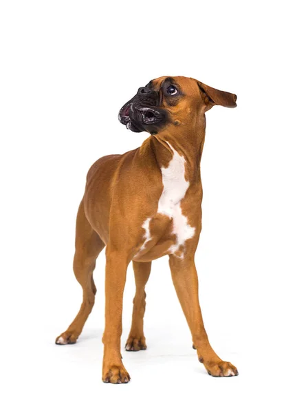 Grappige Uitdrukking Van Honden Muilkorf Witte Achtergrond — Stockfoto