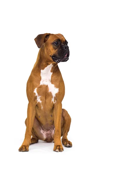 Perro Grande Sobre Fondo Blanco Raza Boxeadora — Foto de Stock