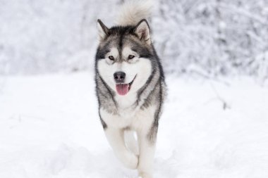 Karlı bir ormanda kışın köpek, Alaska Malamute