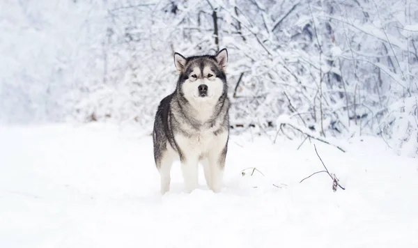 Cão Inverno Uma Floresta Nevada Malamute Alasca — Fotografia de Stock