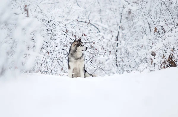 Σκύλος Χειμώνα Ένα Χιονισμένο Δάσος Malamute Αλάσκα — Φωτογραφία Αρχείου