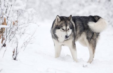 Karlı bir ormanda kışın köpek, Alaska Malamute