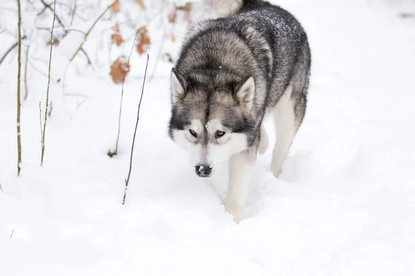 dog sniffs a trail in winter in the snow