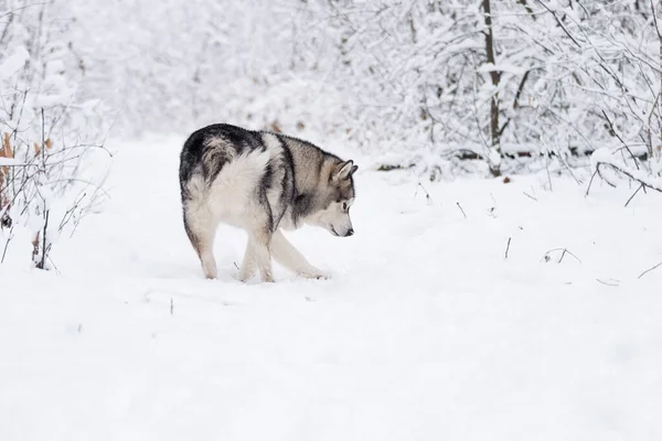 dog sniffs a trail in winter in the snow