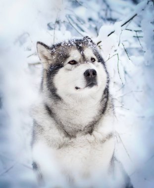 köpek ve kış karlı orman, Alaska malamute