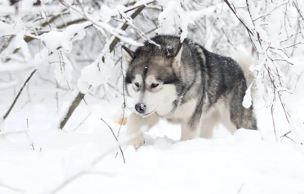 Hond Wandelingen Winter Besneeuwd Bos Alaskan Malamute — Stockfoto