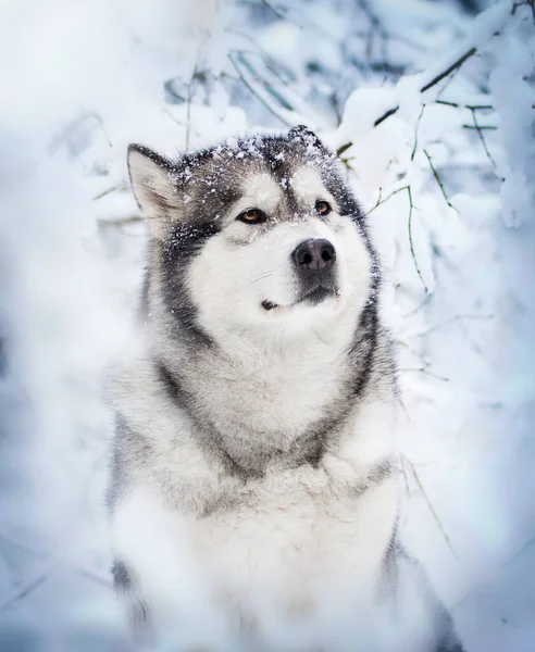 Hund Och Vinter Snöig Skog Alaskan Malamute — Stockfoto