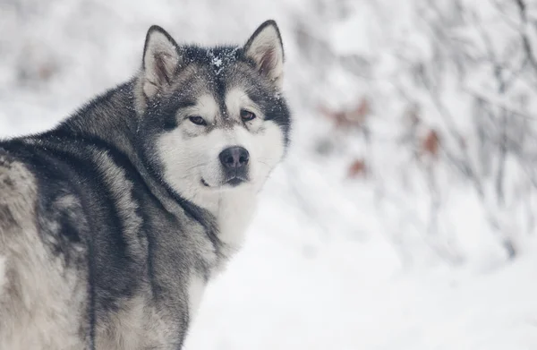 Pes Mrazivý Zimní Zasněžený Les Alaskan Malamute — Stock fotografie