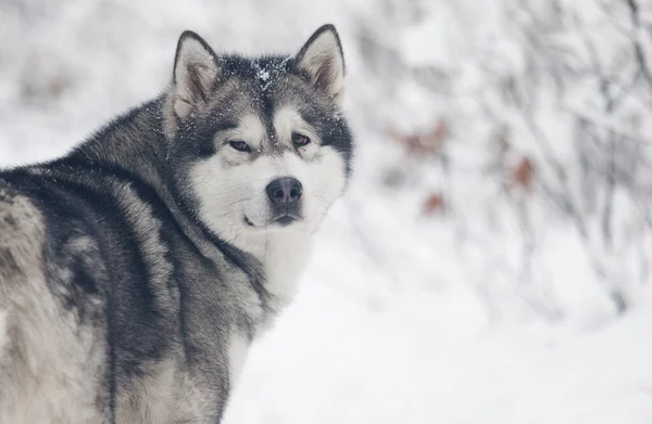 Собака Морозний Зимовий Засніжений Ліс Аляска Малайт Стокове Зображення