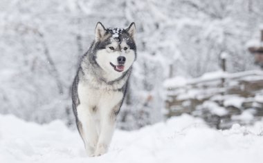 Köpek dondurucu kış karlı orman, Alaska malamute