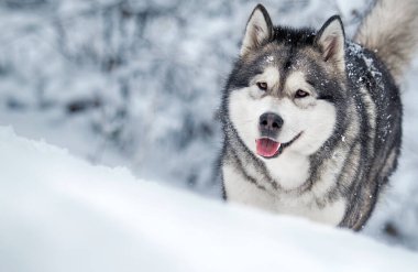 Köpek soğuk kış karlı ormanda, Alaska malamutunda koşar.