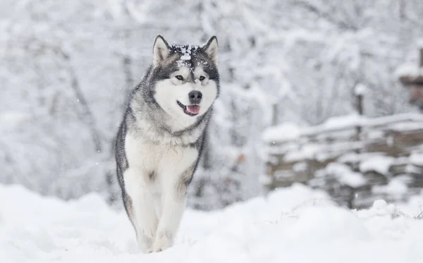 Собака Морозний Зимовий Засніжений Ліс Аляска Малайт — стокове фото