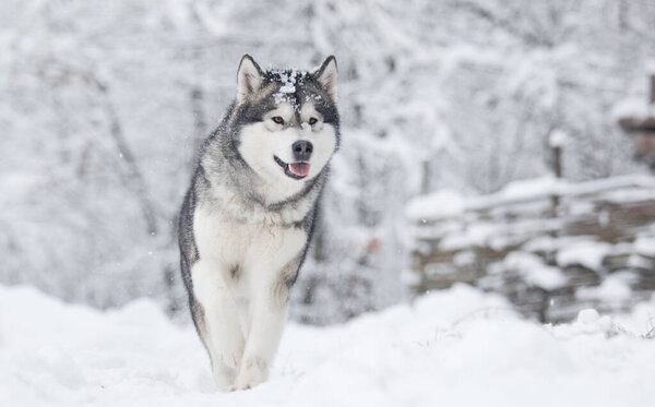 Dog frosty winter snowy forest, alaskan malamute