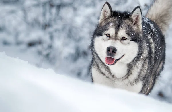 Hond Loopt Ijzige Winter Besneeuwd Bos Alaskan Malamute — Stockfoto