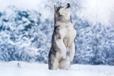 Alaska Malamute 'da, soğuk bir kış ormanında köpek arka ayakları üzerinde duruyor.