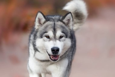 Sonbahar yürüyüşüne çıkmış köpek, Alaska Malamute