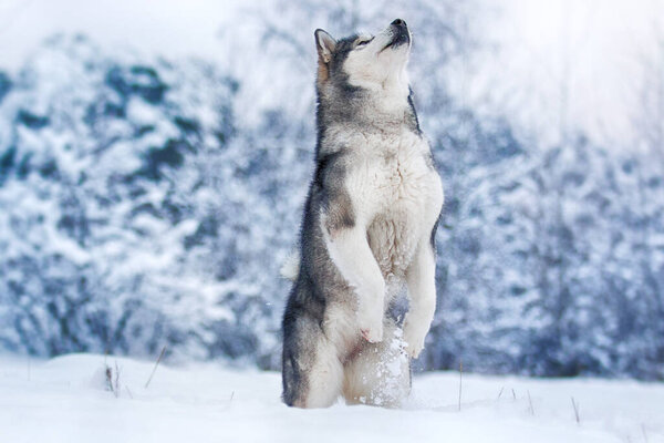 Dog stands on its hind legs in a frosty winter snowy forest, Alaskan Malamute