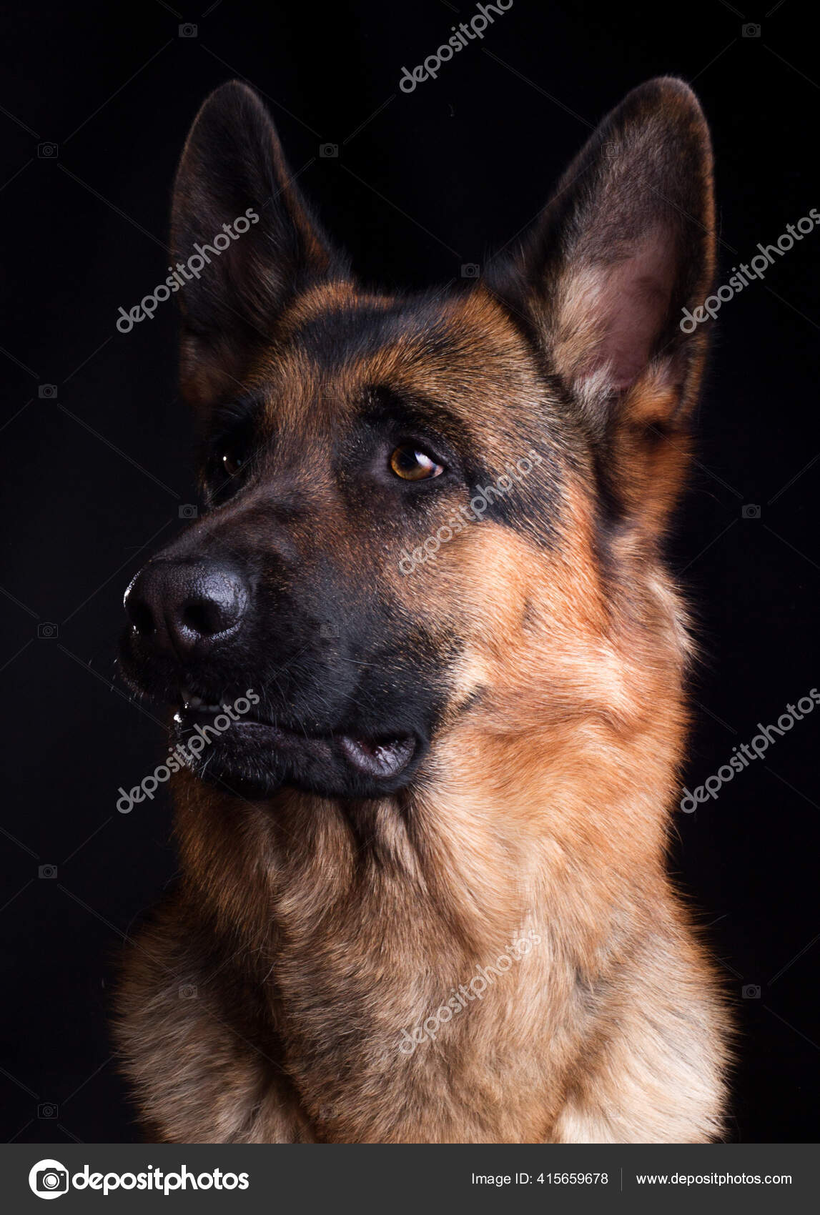 犬の顔を近くに黒い背景にドイツの羊飼いの犬 ストック写真 C Gurinaleksandr 犬の顔を近くに黒い背景にドイツの羊飼いの犬 ストック写真 C Gurinaleksandr