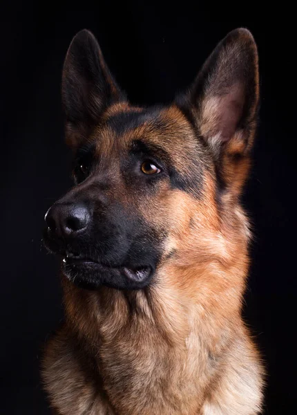 狗脸靠得很近 德国牧羊犬背景是黑色的 — 图库照片