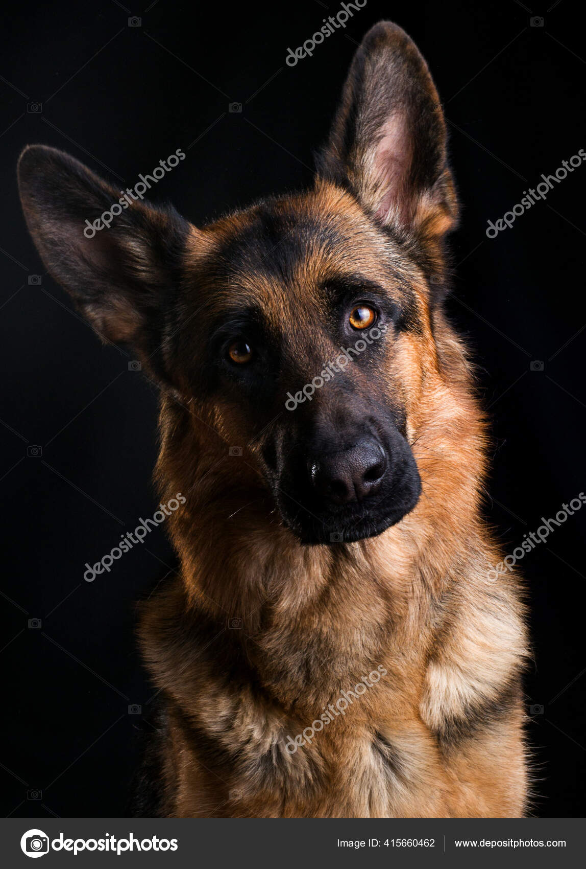 狗脸靠得很近德国牧羊犬背景是黑色的 图库照片 C Gurinaleksandr 狗脸靠得很近德国牧羊犬背景是黑色的 图库照片 C Gurinaleksandr