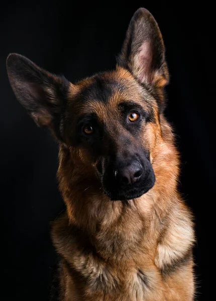 Hundegesicht Aus Nächster Nähe Schäferhund Auf Schwarzem Hintergrund — Stockfoto