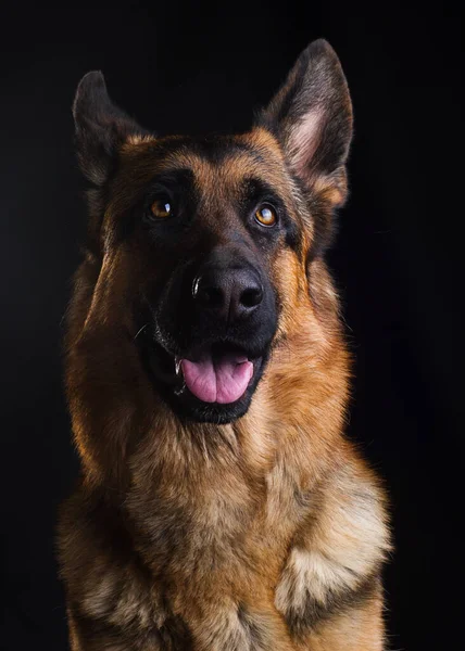 Psy Uśmiechające Się Bliska Owczarek Niemiecki Czarnym Tle — Zdjęcie stockowe