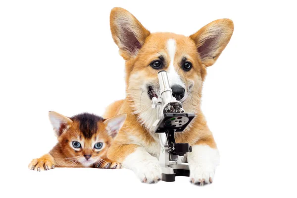 Dog Laboratory Assistant Microscope — Stock Photo, Image