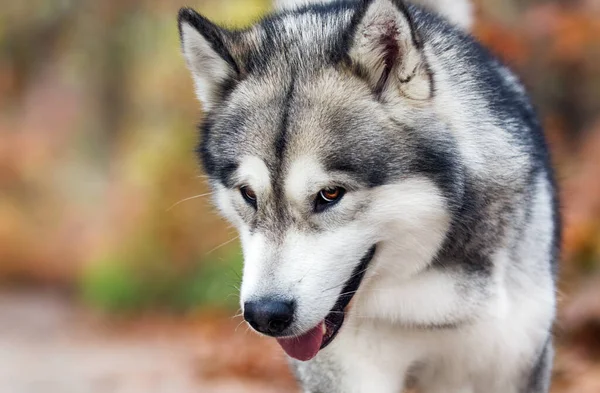 Cão Malamute Uma Caminhada Outono — Fotografia de Stock