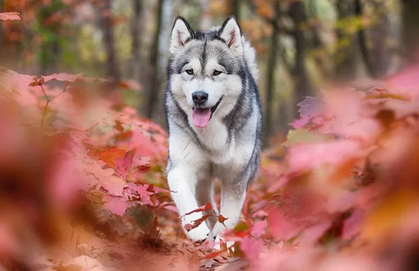 Cane Piedi Foglie Autunnali — Foto Stock