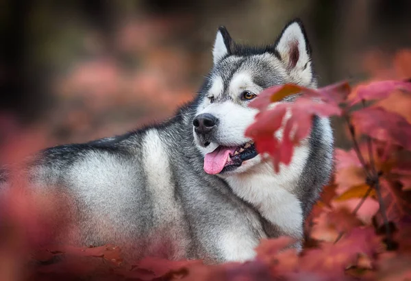 Cane Nella Foresta Autunnale Alaskan Malamute — Foto Stock