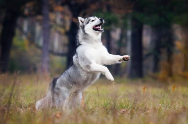 Köpek ve sonbahar ormanı yürüyüşe çıktı, Alaska Malamute.